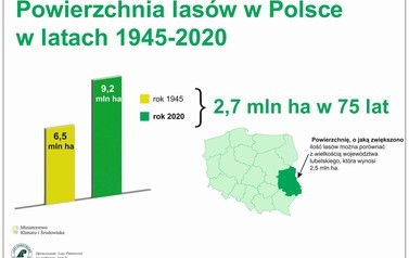 powierzchnia las&oacute;w