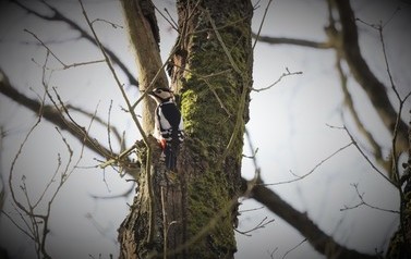 Z lasu wzięte&hellip;marzec 4
