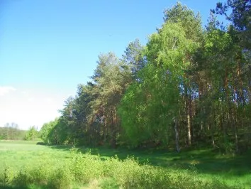 zielony las i polana po lewej stronie u góry błękitne niebo