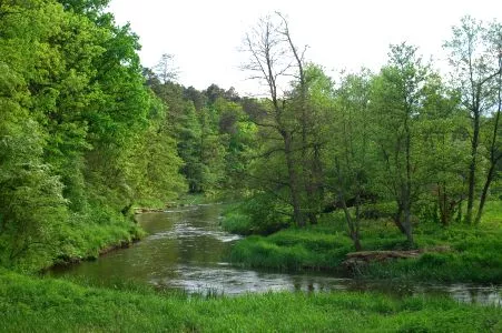 zieleń lasu po środku płynie rzeka