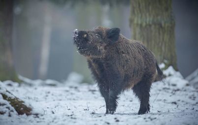 Zdjęcie do Uwaga! Wykonane zostanie ogrodzenie zapachowe na dziki