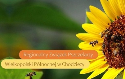 Zdjęcie do Program poprawy warunk&oacute;w fitosanitarnych rodzin pszczelich poprzez wsparcie zakupu pokarm&oacute;w pszczelich